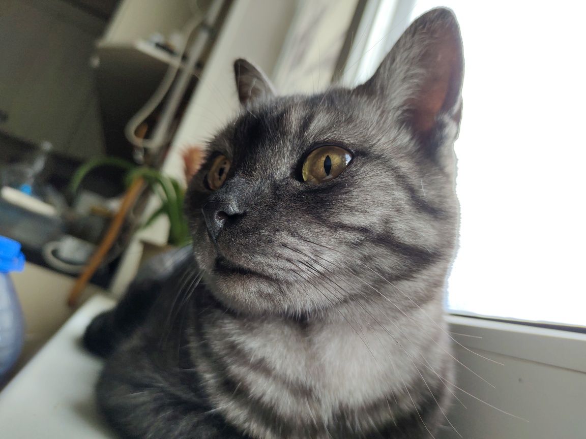 Кот в хорошие руки