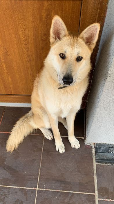 Se donează Husky citește anunțul