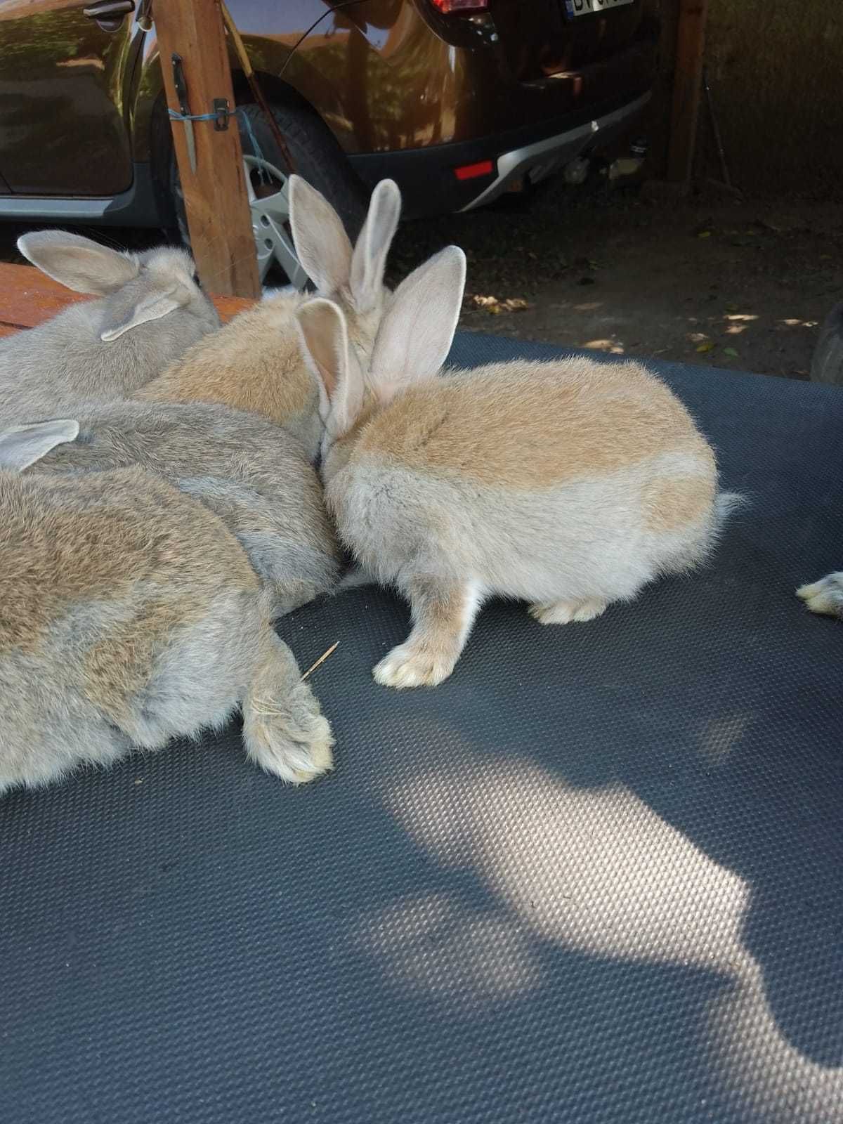 Iepurași rasă comună