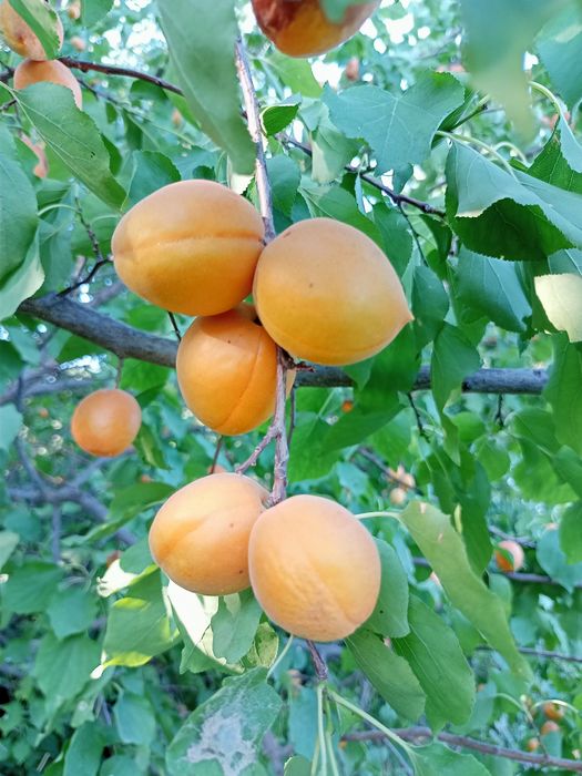 Урик коки куйошда куритилган 3 хилбор личнбни таби нарса