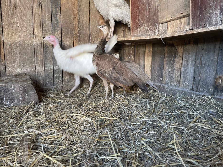 Mascul de paun purple