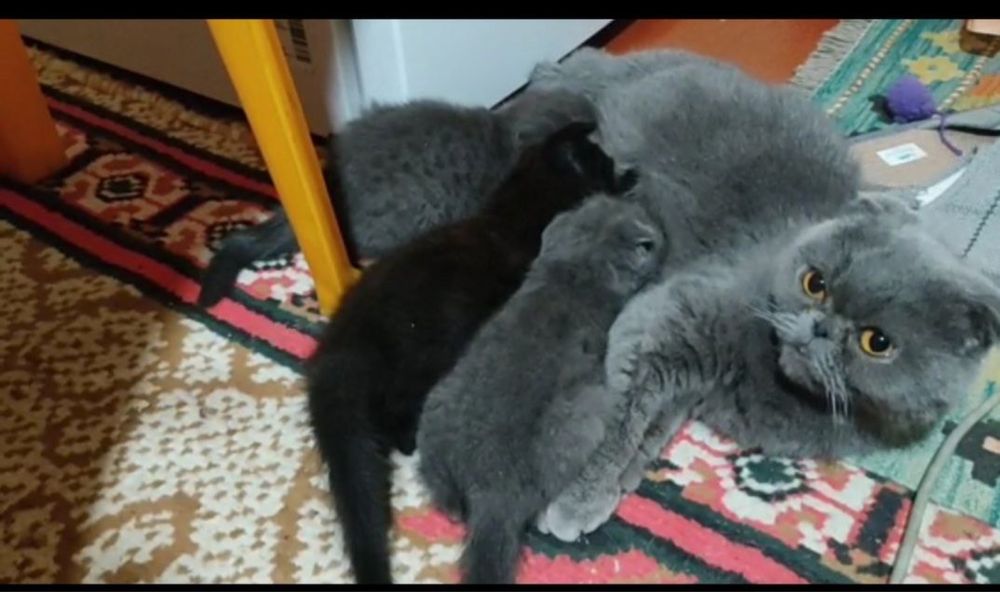 продаются веслоухие котята.