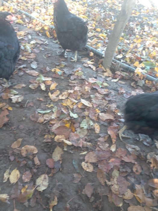 De vânzare gaini marans negru arămiu