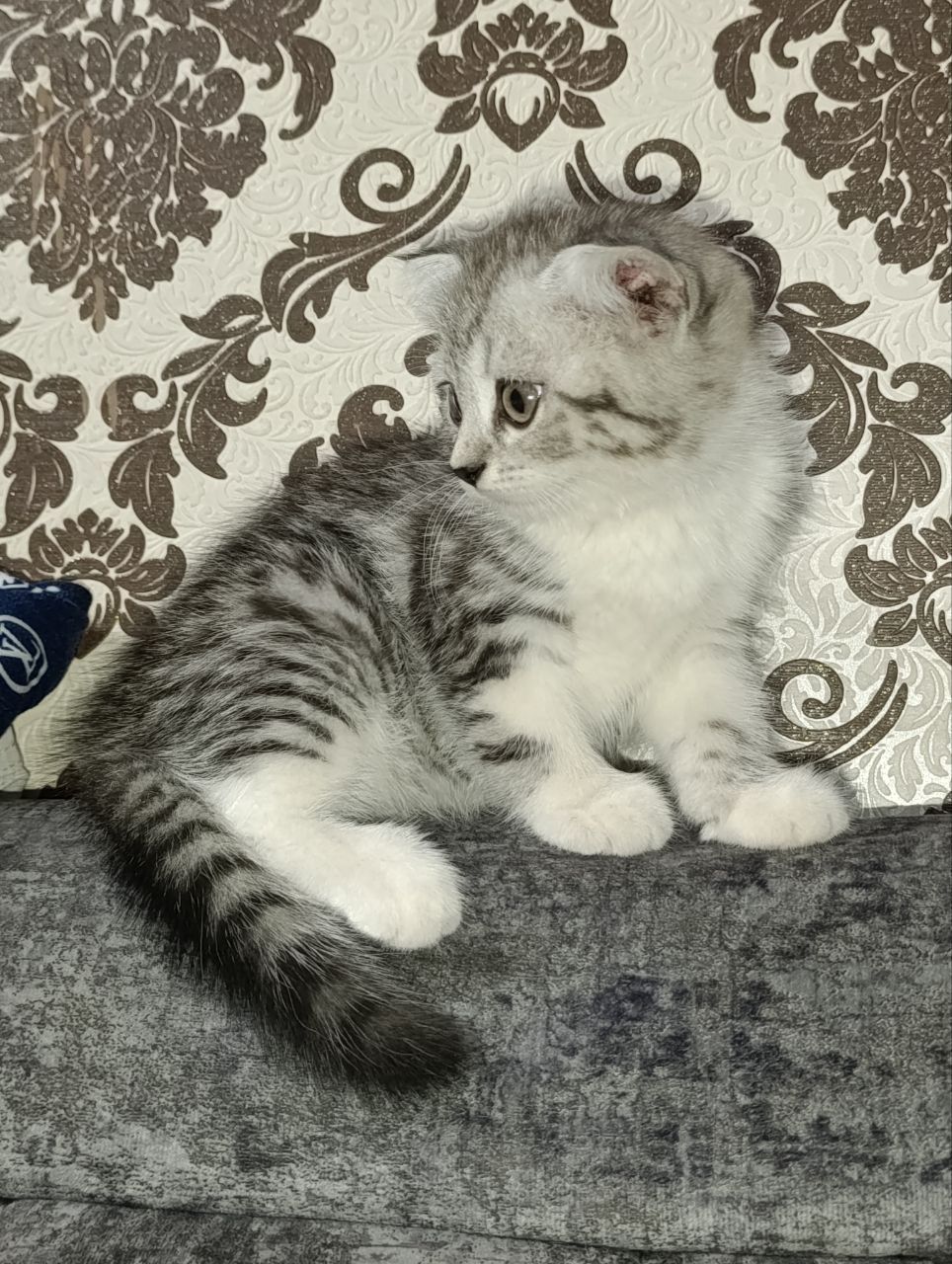 Продаются британские кошечки