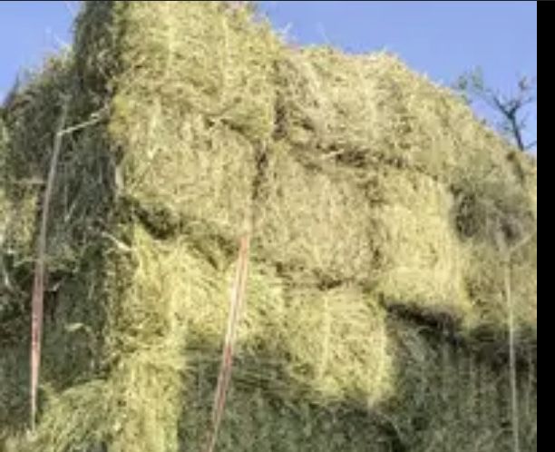 У нас самое свежее сено в тюках 700тг.  Рулон 8000тг с места