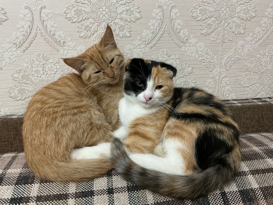 Котята  красивые