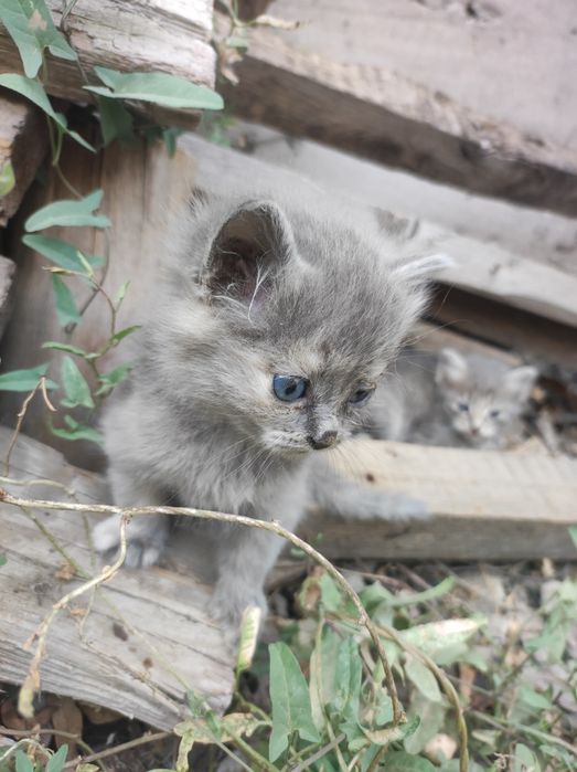 Котята  серые красивые