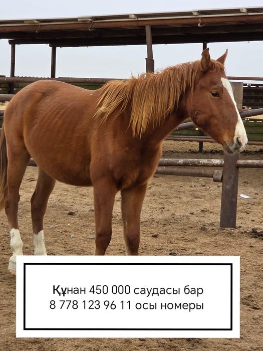 Құнан, Ат, Жылқы