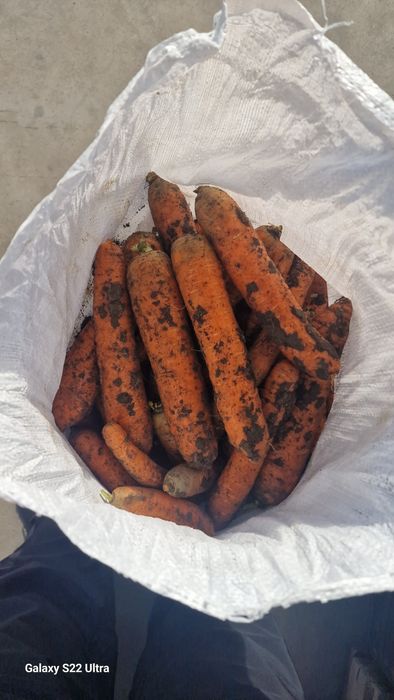 Morcov import Moldova