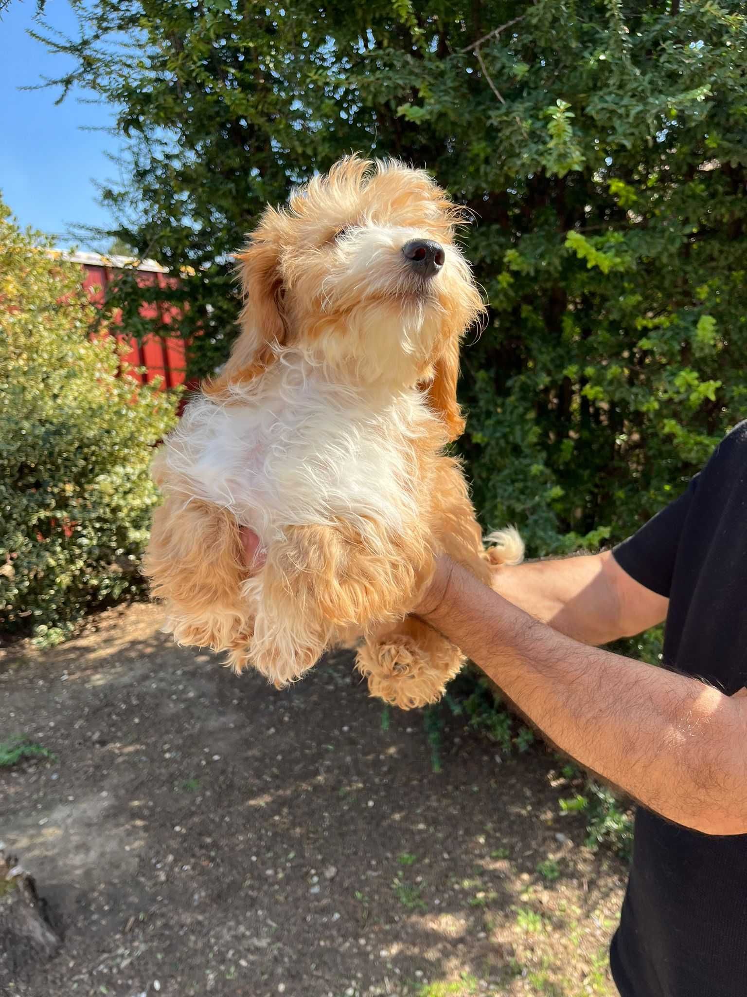 Pui Maltipoo femela