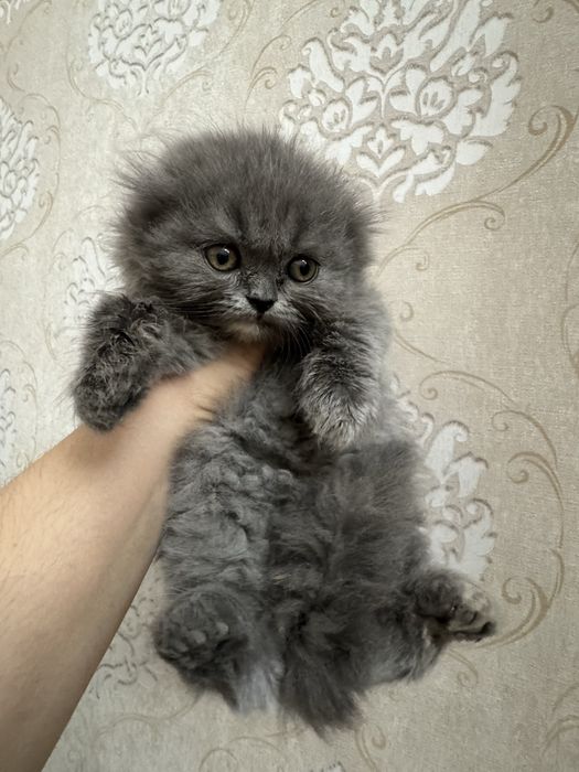 Продаются Котята британские