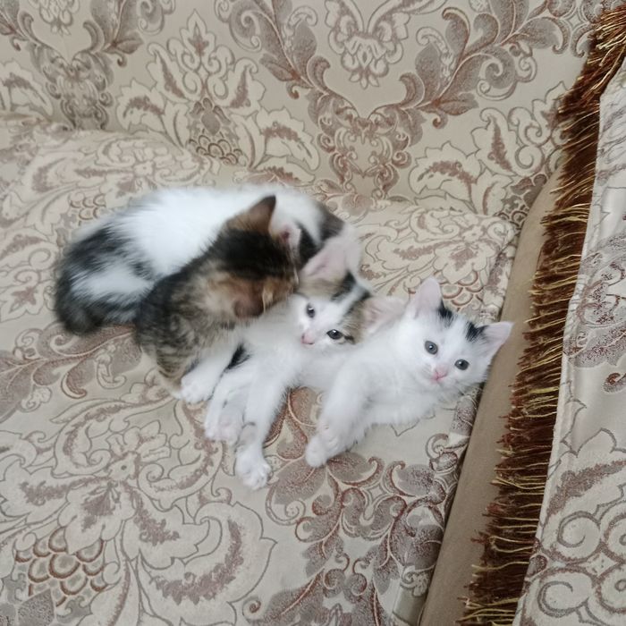 Hadiya tekinga mushuk