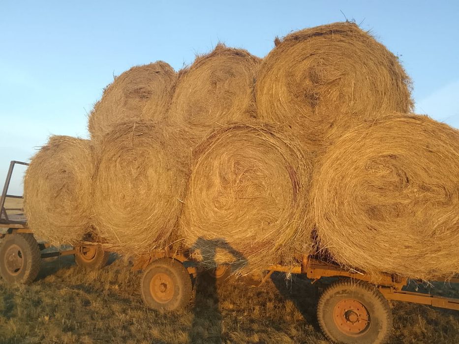 Сено для животных