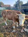 Vand tineret femel