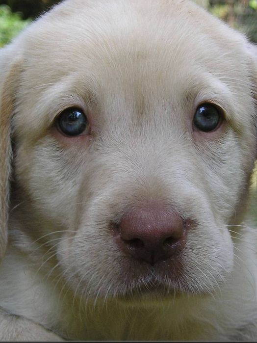 Щенок лабрадор!Срочно