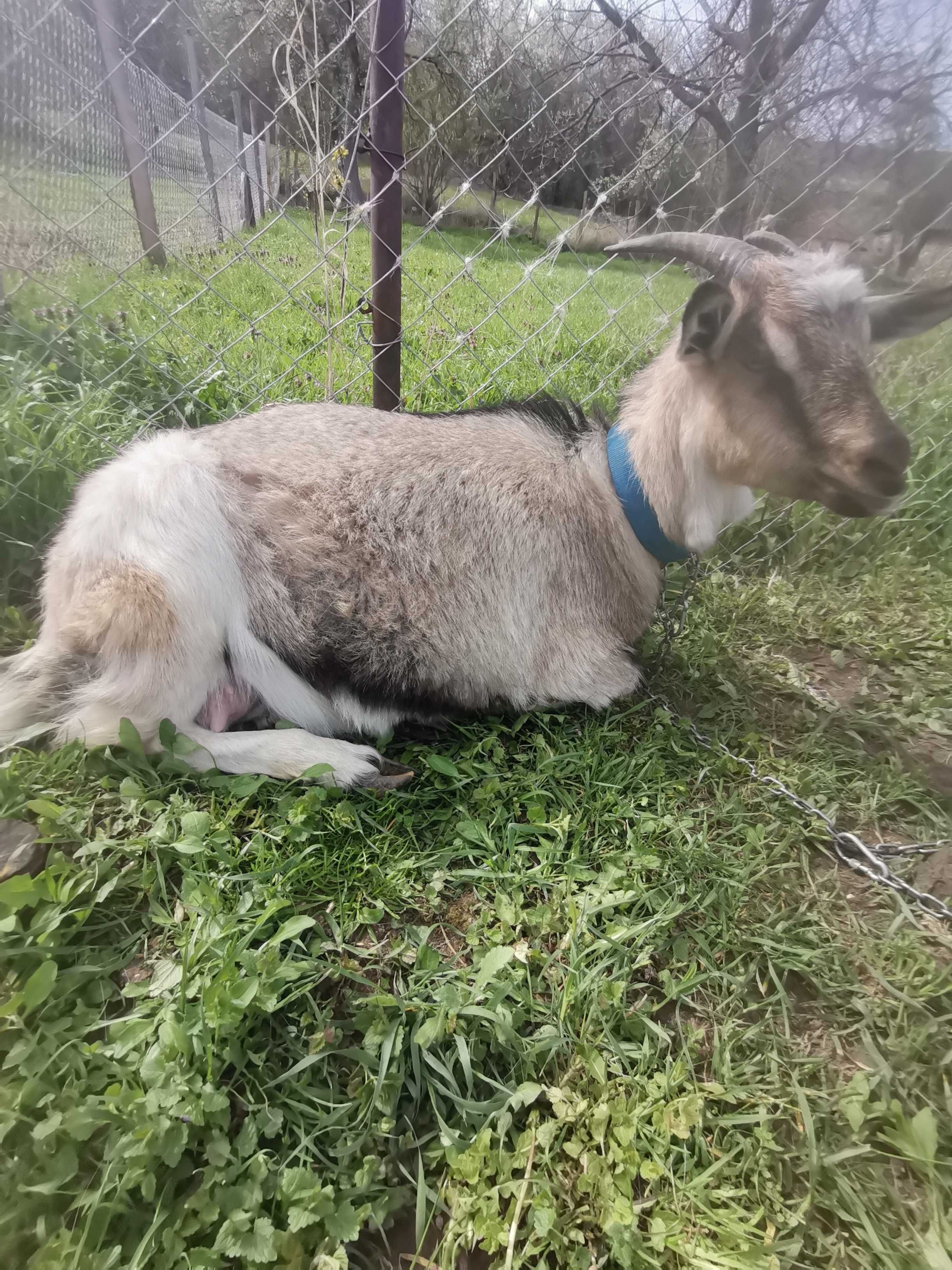 Capre cu iedute metis alpin francez