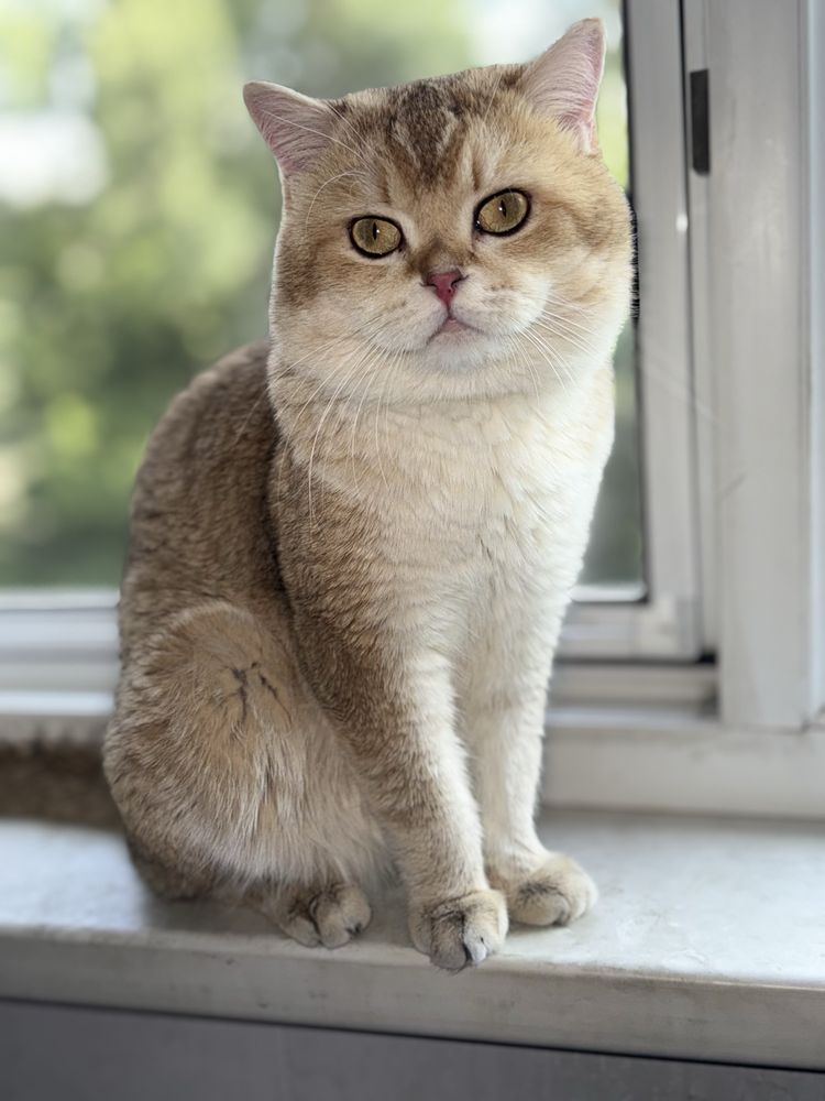 Вязка кот Мираж британец шиншилла