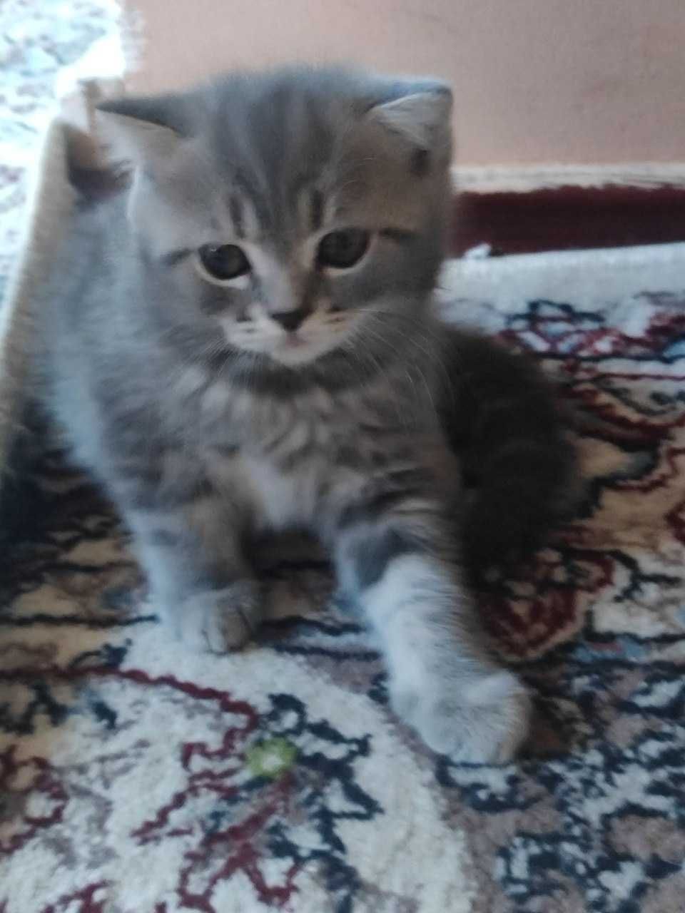 Котята скотиш фолд страйт