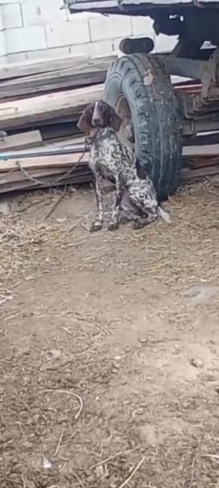 Продаётся куцхаар девочка