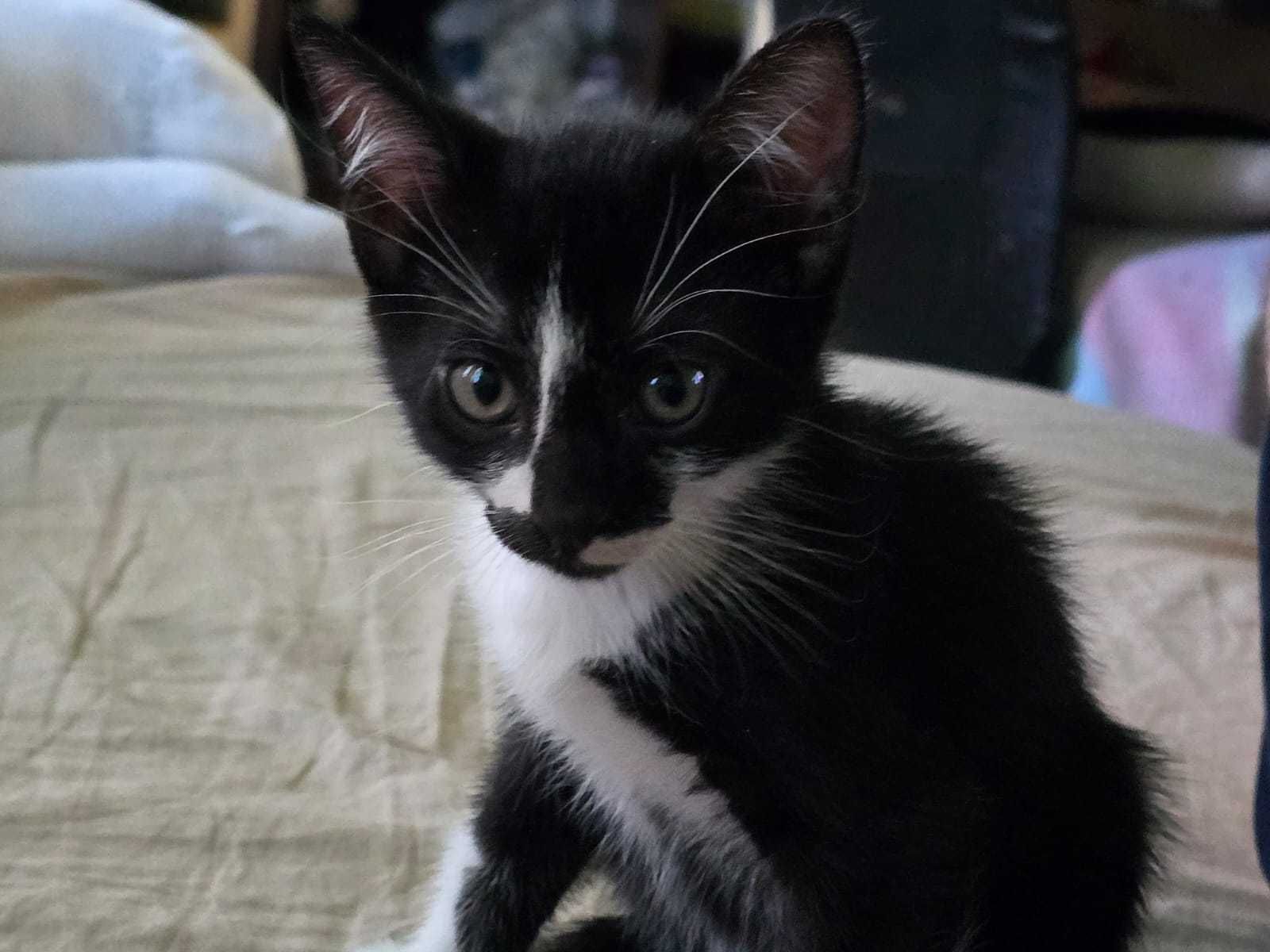 URGENT! Pisoi de 2 luni, fata si baiat