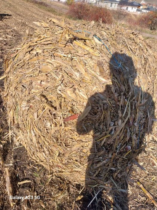 Baloți de porumb (coceni)