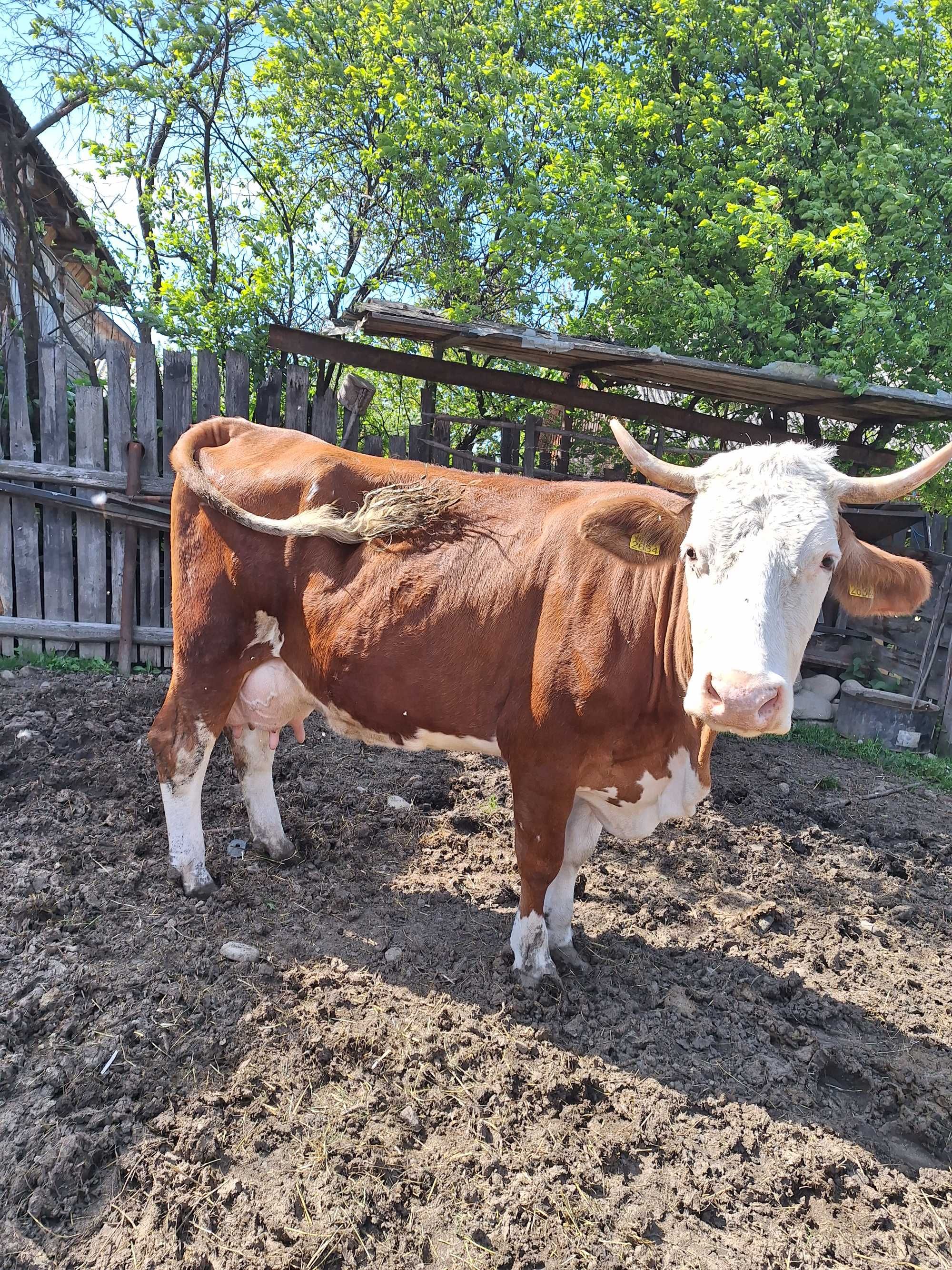 Vaca de vanzare ,varsta 4 ani si 10 luni