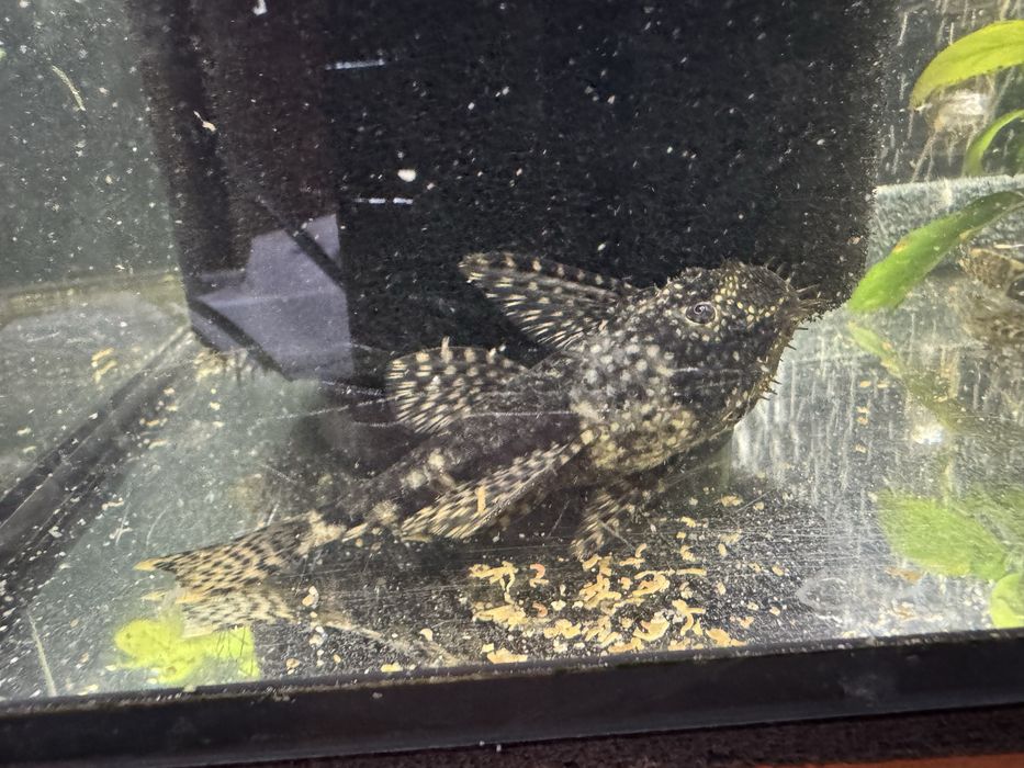 Vand Ancistrusi masculi mari, 40 lei buc