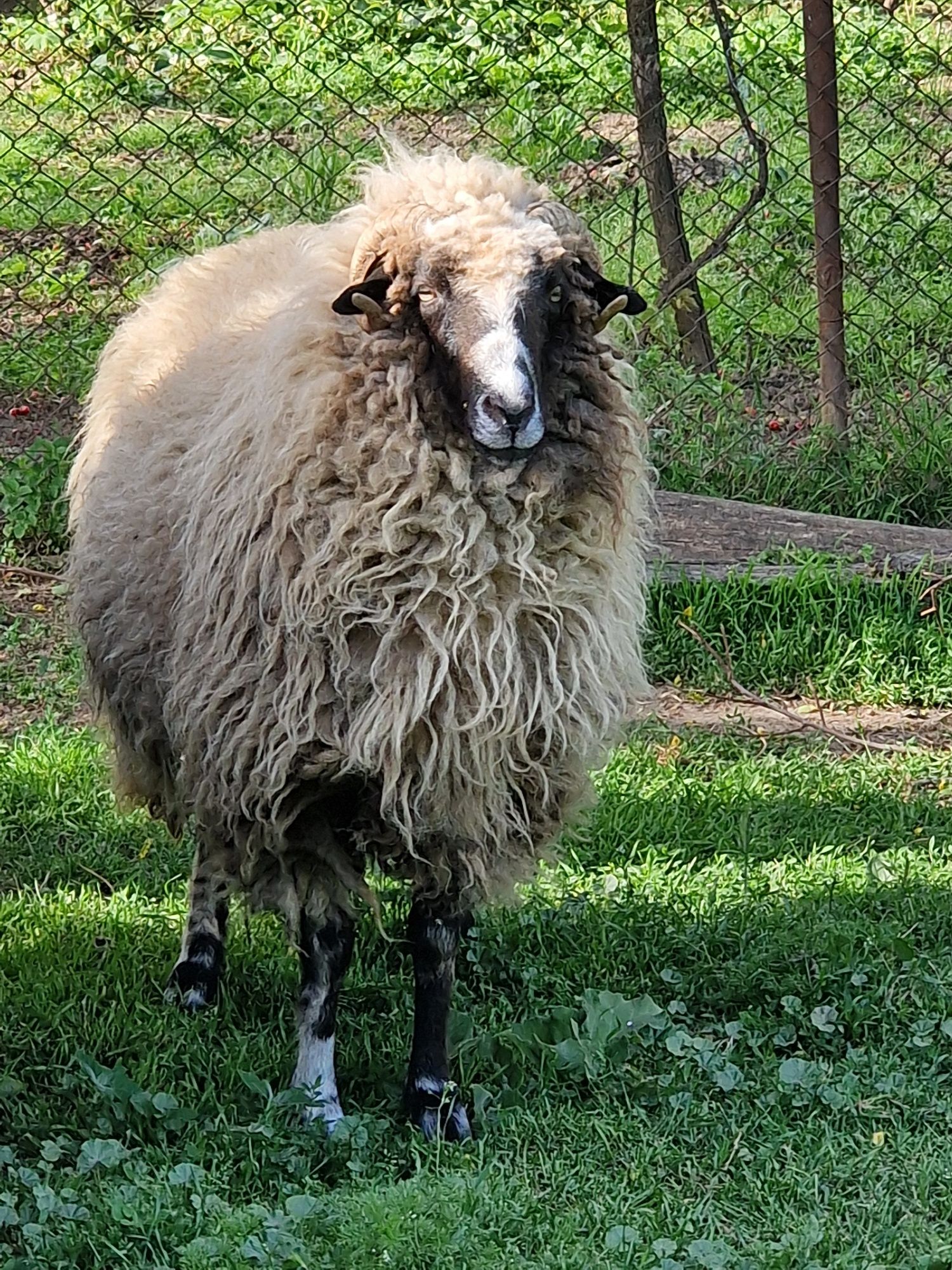 Oaie Breaza de Petroșani