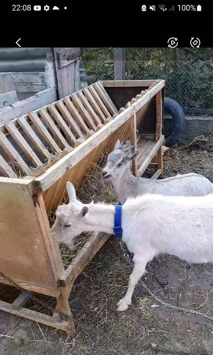 Vand capra gestantă  400lei