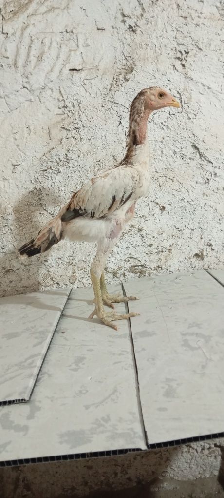 Toza makiyonchala sotiladi