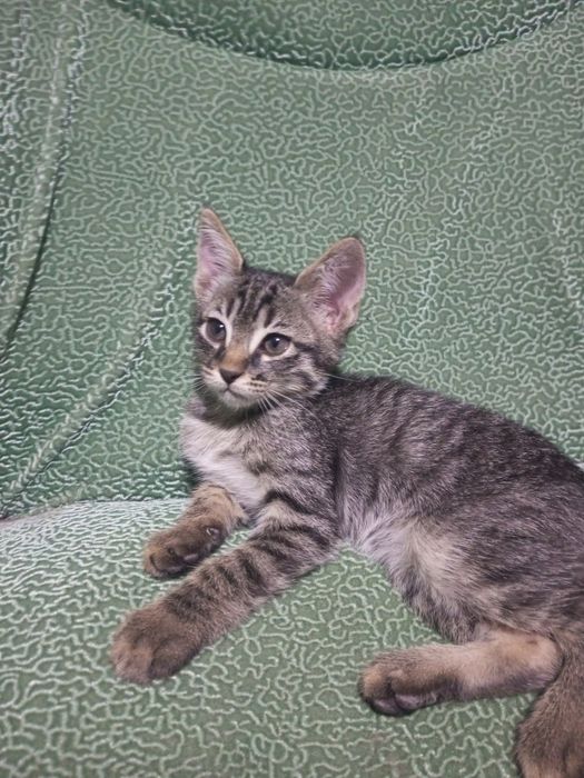 Scottish straight, Русская голубая,black cat,