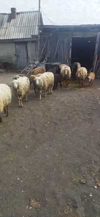 Продам овецс ягнятами