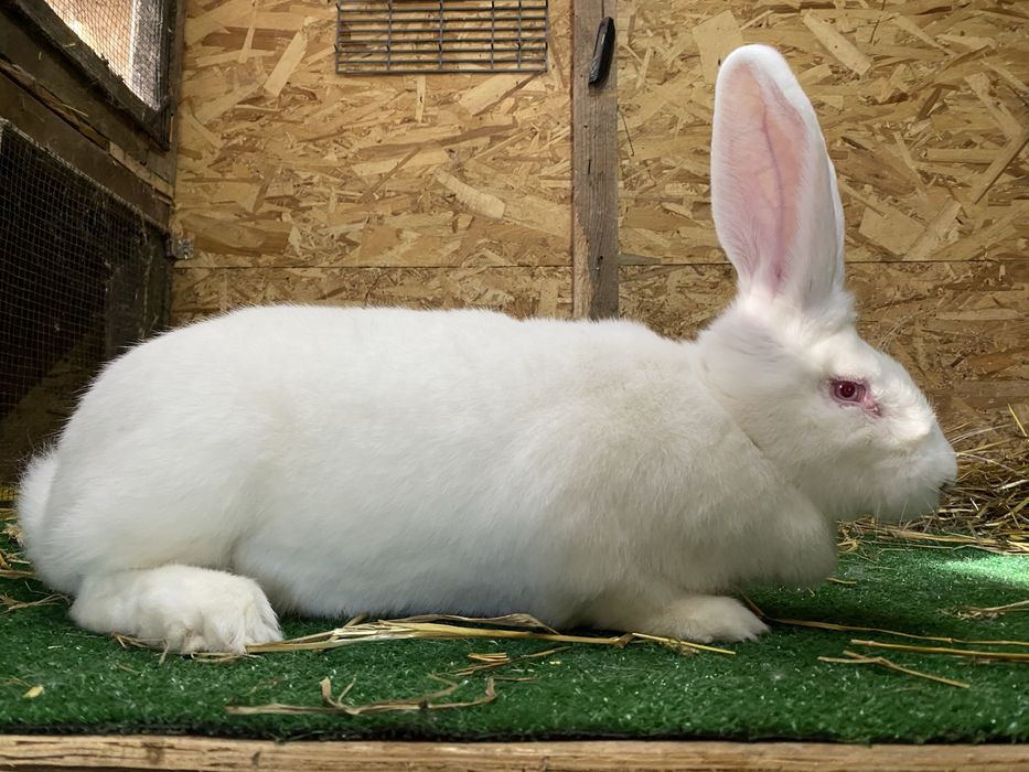 Femele iepure uriaș german alb