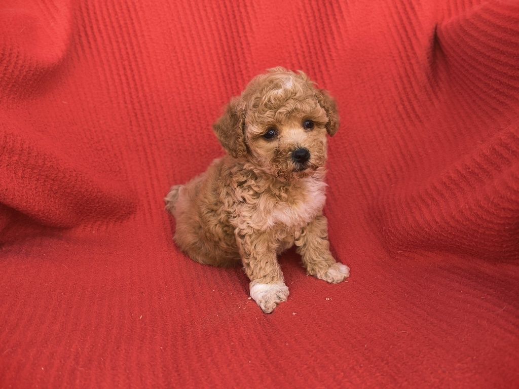 Vand baietel maltipoo f1 mini toy
