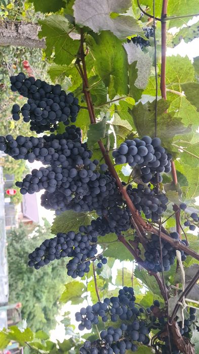 Vând struguri producători,  boltă