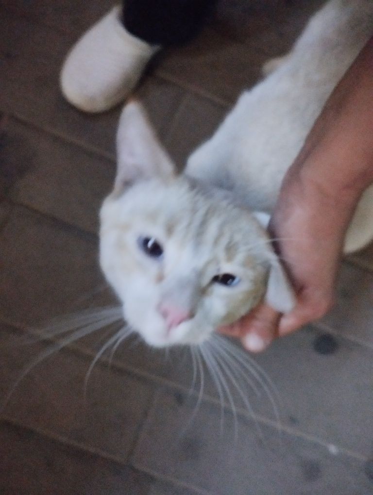 Пристраивается котик