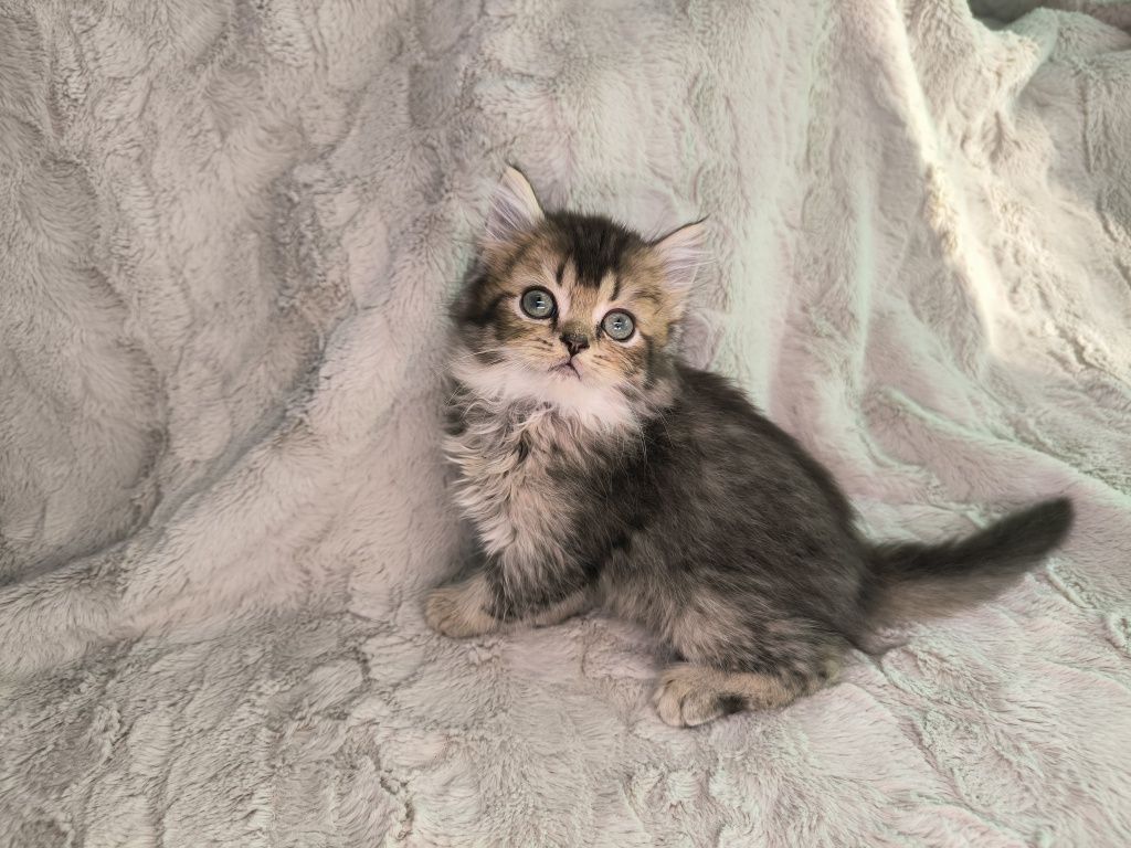 Vand motanel British longhair chinchilla