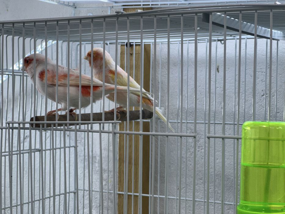 На продпжу канера самцы красной мозацки