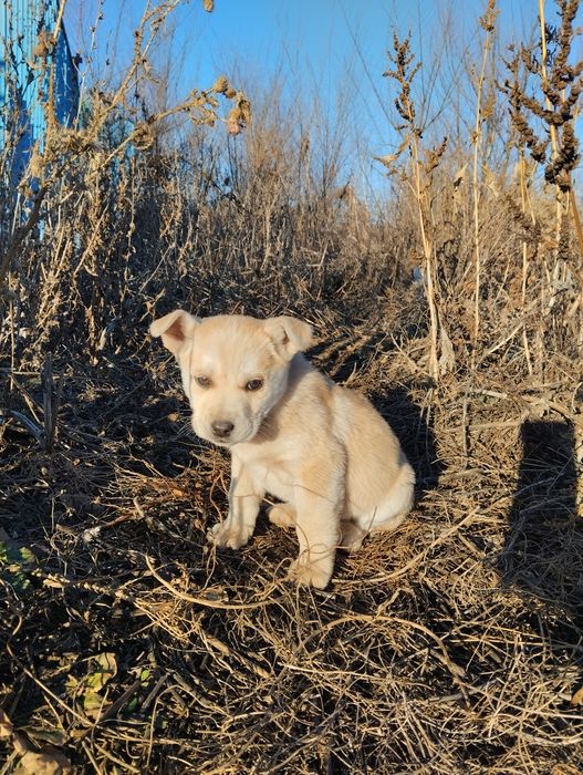Два кобелька в добрые руки