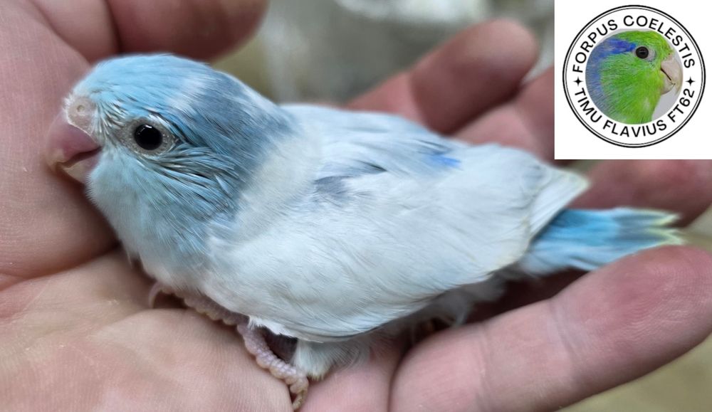 Papagali forpus coelestis