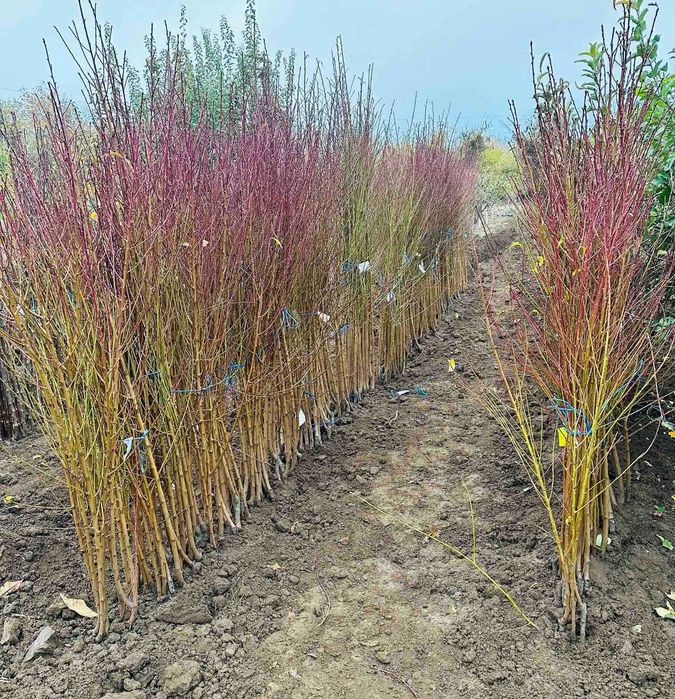 Овощни дървета, плодни храсти и лозички - Fruithome Плевен