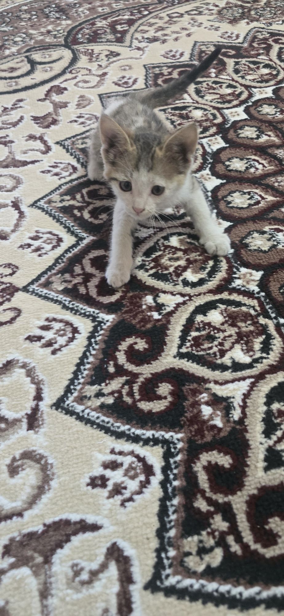 Отдам котят даром.