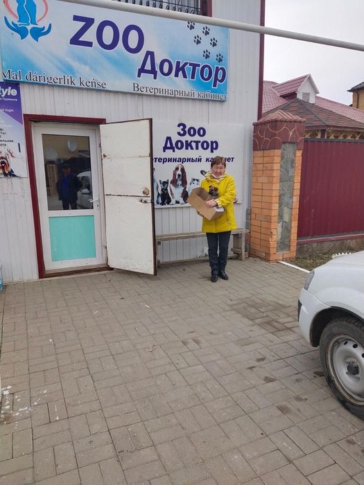 Выезд ветврача на дом