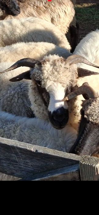 Oaie cu mieluță Disponibilă sau Schimb