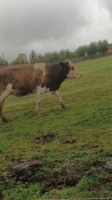 Vand vaca gestanta