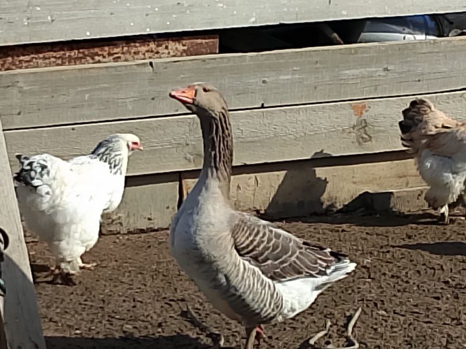 Продам гусей, откормленных