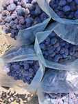 Vând prune pentru țuică – 1,60 lei/kg – cantitate mare