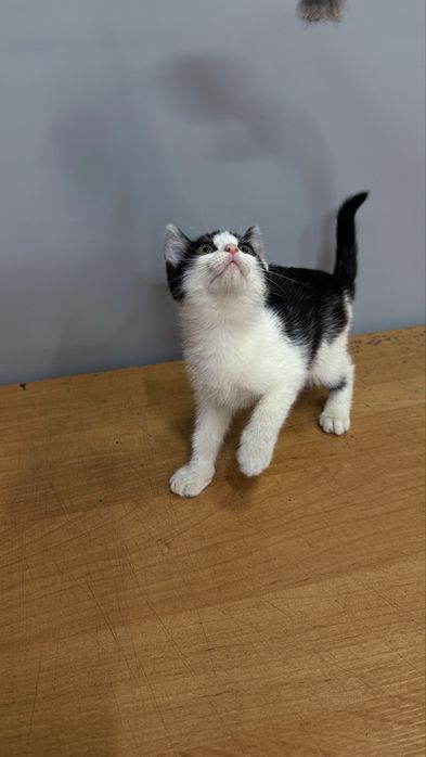 Котята ищут дом!
