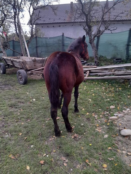 Vând mânz de 8 luni