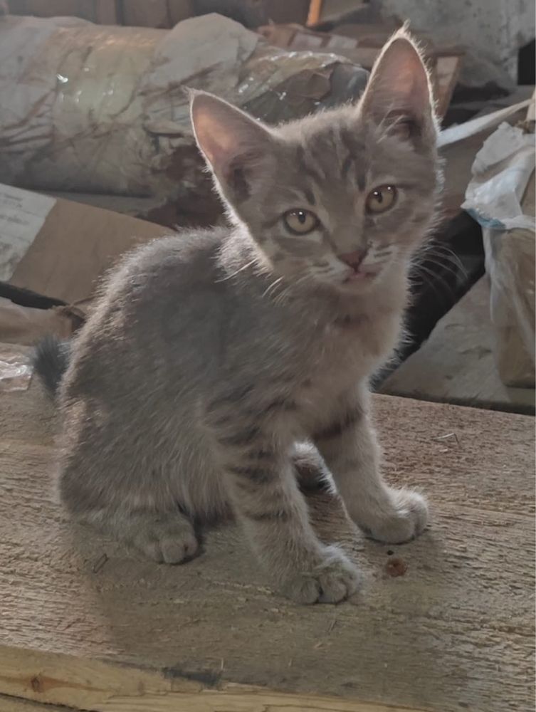 Котята ищут дом!